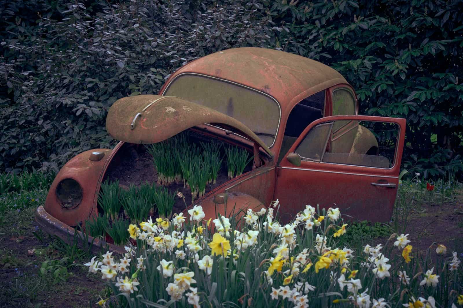 An old rusted car sitting in a field of flowers
