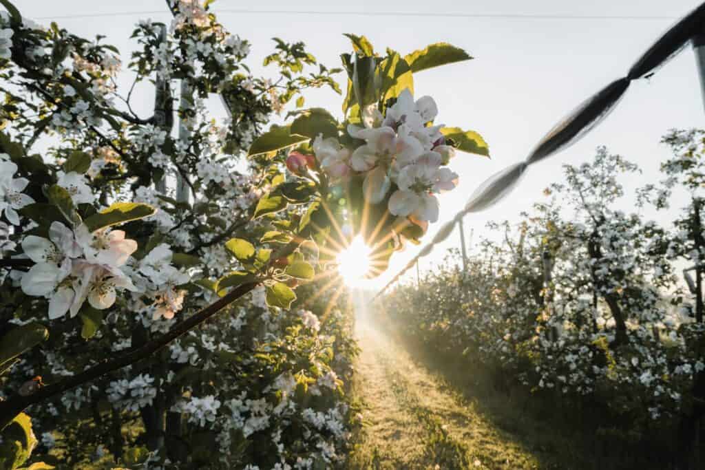 the sun shines through the branches of an apple tree