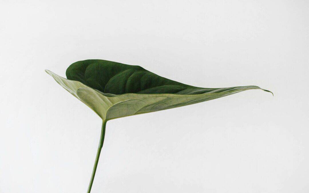 green leaf photography