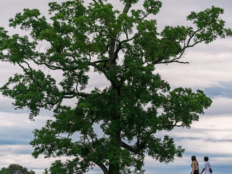 Deer and people walk near a large tree.