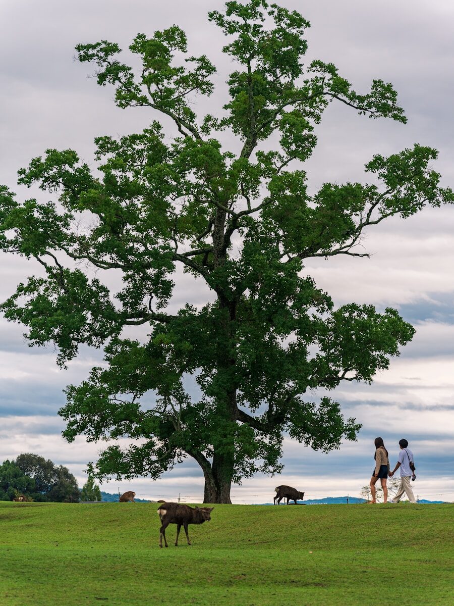 Photo by Zheng XUE Deer and people walk near a large tree.